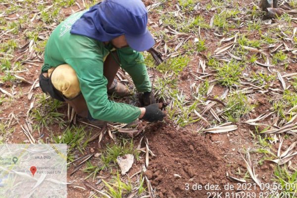 PLANTIO DE MUDAS – NOVO GAMA – CUMPRIMENTO  DO TERMO DE COMPROMISSO